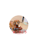 クッキー犬の日常あいさつ（個別スタンプ：7）