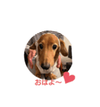 クッキー犬の日常あいさつ（個別スタンプ：8）