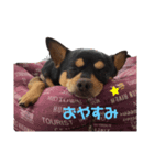 チワワ まめすけ（個別スタンプ：1）