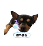 チワワ まめすけ（個別スタンプ：3）