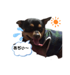チワワ まめすけ（個別スタンプ：6）