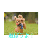 えいるいわんこ（個別スタンプ：4）