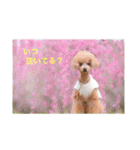 えいるいわんこ（個別スタンプ：10）