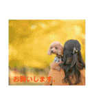 えいるいわんこ（個別スタンプ：37）