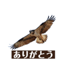 Flying Bird 510（個別スタンプ：1）