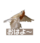Flying Bird 510（個別スタンプ：2）