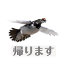 Flying Bird 510（個別スタンプ：4）