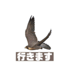 Flying Bird 510（個別スタンプ：5）