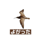 Flying Bird 510（個別スタンプ：6）
