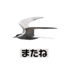 Flying Bird 510（個別スタンプ：8）
