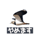 Flying Bird 510（個別スタンプ：9）