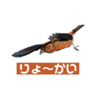 Flying Bird 510（個別スタンプ：11）