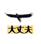 Flying Bird 510（個別スタンプ：12）