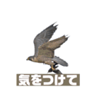 Flying Bird 510（個別スタンプ：13）