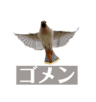 Flying Bird 510（個別スタンプ：14）