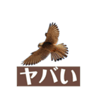 Flying Bird 510（個別スタンプ：16）