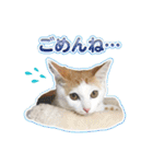 きなちゃんと一緒！ステッカー（個別スタンプ：1）