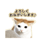 きなちゃんと一緒！ステッカー（個別スタンプ：2）