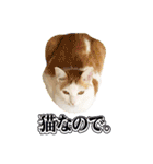 きなちゃんと一緒！ステッカー（個別スタンプ：6）