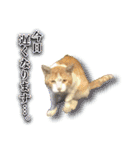 きなちゃんと一緒！ステッカー（個別スタンプ：15）
