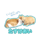 きなちゃんと一緒！ステッカー（個別スタンプ：16）