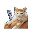 きなちゃんと一緒！ステッカー（個別スタンプ：18）
