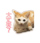 きなちゃんと一緒！ステッカー（個別スタンプ：23）