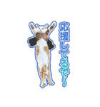 きなちゃんと一緒！ステッカー（個別スタンプ：30）