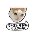 きなちゃんと一緒！ステッカー（個別スタンプ：33）