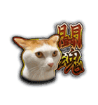 きなちゃんと一緒！ステッカー（個別スタンプ：36）