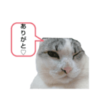 たいがちゃん❤︎（個別スタンプ：8）