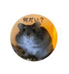 レッツゴーハムスター（個別スタンプ：1）