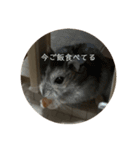 レッツゴーハムスター（個別スタンプ：6）