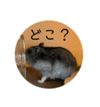 レッツゴーハムスター（個別スタンプ：13）