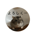 レッツゴーハムスター（個別スタンプ：14）