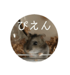 レッツゴーハムスター（個別スタンプ：19）