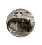 レッツゴーハムスター（個別スタンプ：24）