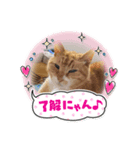 トラおじさん（個別スタンプ：3）