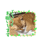 トラおじさん（個別スタンプ：5）
