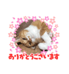 トラおじさん（個別スタンプ：6）