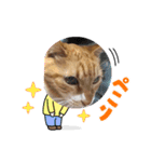 トラおじさん（個別スタンプ：7）