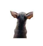 ミニピン(ミニチュアピンシャー)ラムです！（個別スタンプ：7）