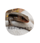 我が家のとかげちゃん（個別スタンプ：8）