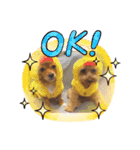 HACHI★PUPU stamp①（個別スタンプ：2）