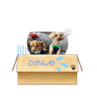 HACHI★PUPU stamp①（個別スタンプ：6）