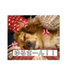 HACHI★PUPU stamp①（個別スタンプ：7）