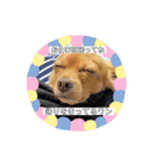 HACHI★PUPU stamp①（個別スタンプ：9）
