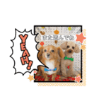 HACHI★PUPU stamp①（個別スタンプ：10）