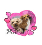 HACHI★PUPU stamp①（個別スタンプ：11）