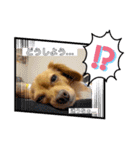 HACHI★PUPU stamp①（個別スタンプ：12）